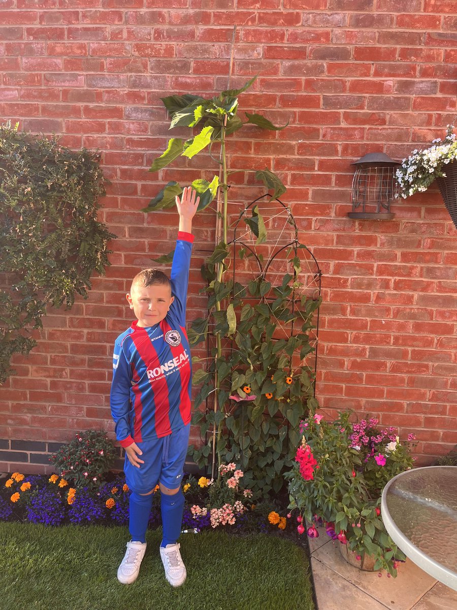 KimberleyRose_'s tweet photo. @newhallinfants @newhallpandas1 

Oliver’s sunflower seed from school is nearly twice his size!! 🌻 just waiting for the flower to bloom open now!! https://t.co/i2UK77rK6G