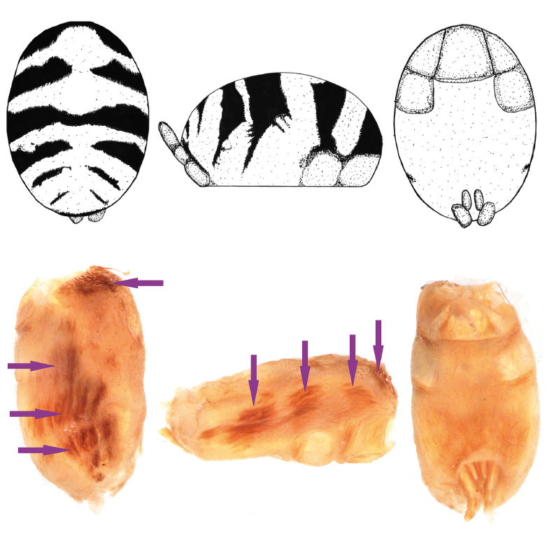 ArachnoTrAC's tweet photo. Sherwood &amp; Gabriel (2022) described and published two new genera (Anqasha and Murphyarachne) of theraphosine mygalomorph spiders (Theraphosidae), with the description of a new species from Peru! 

More at: https://t.co/rbzu1CmJ6m https://t.co/Jc9rJYSQ7c