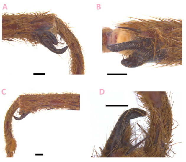 ArachnoTrAC's tweet photo. Sherwood &amp; Gabriel (2022) described a new species of the mygalomorph spider genus Thrixopelma (Theraphosidae) from southern Ecuador, at Loja Province! The new species represents the second species of the genus to be recorded from Ecuador.

More at: https://t.co/rbzu1C57HM https://t.co/RbzKHWfnpH