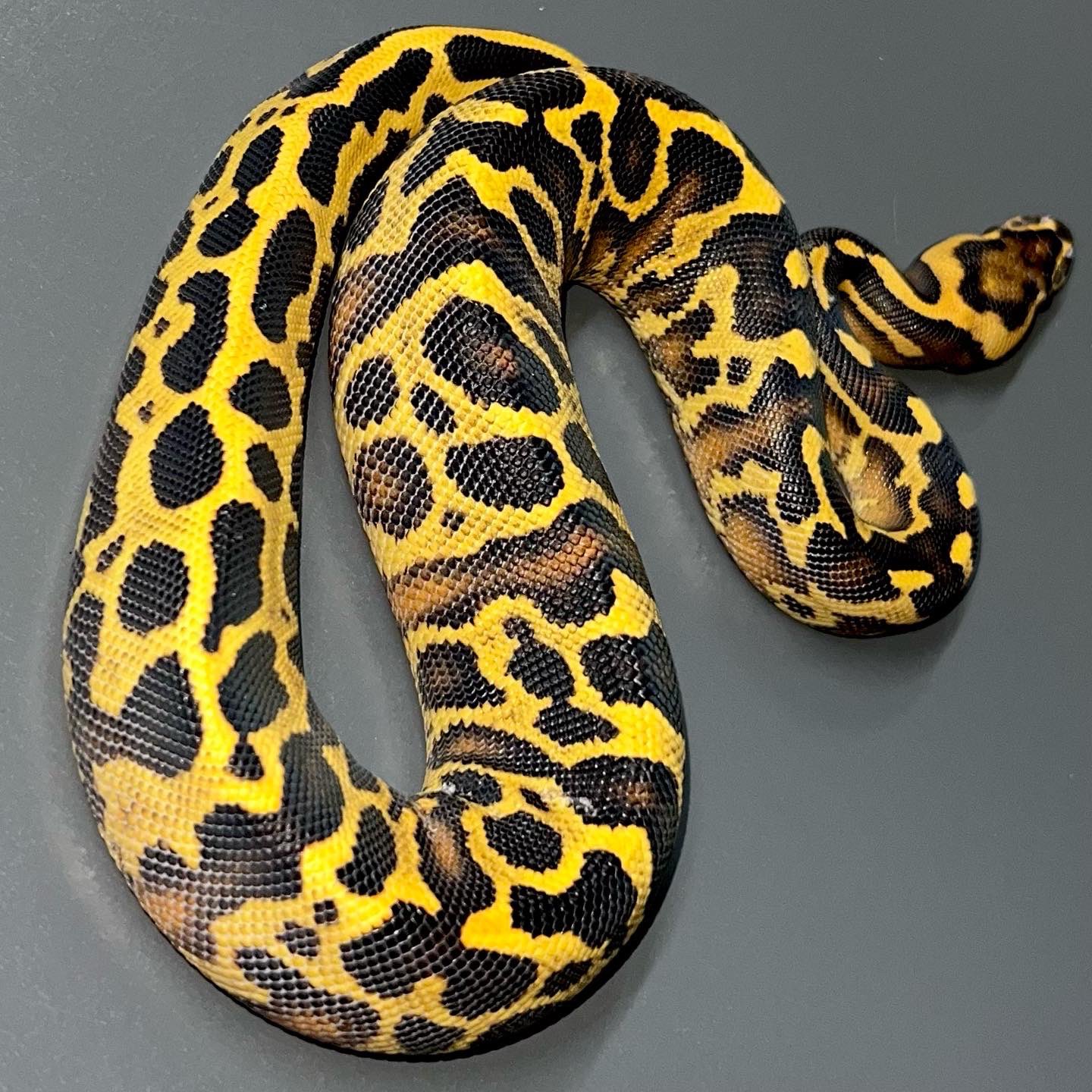パーフェクト・ボールパイソン Lesser Leopard SH ♀ sold . . . #ボールパイソン #レッサー