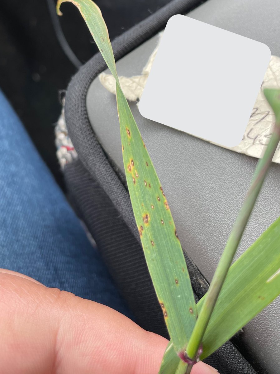 * Diseases have joined the chat *  

@GMacsAgTeam @WinFieldCanada #WUAcademy #WestCdnAg #gmacsagteam