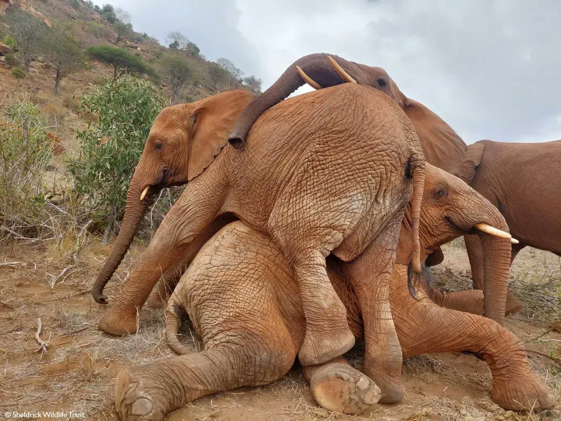 SheldrickTrust's tweet photo. Mudanda was never very engaged with the other elephants, until Ndotto made it his mission to bring her out of her shell. Now she's one of the most motherly in Voi, besotted with Lemeki (seen here on Ndotto, Mudanda behind) and Thamana. Two newer arrivals https://t.co/wKyVzCFDgp https://t.co/89o87zF5JJ