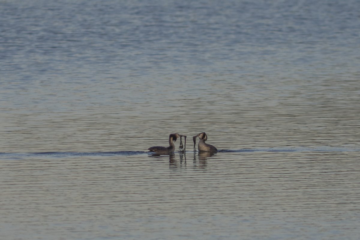 sedgywarbler's tweet photo. Another nice surprise at Cliffe Pools shortly after sunrise this a.m. https://t.co/yLZgnAllYJ