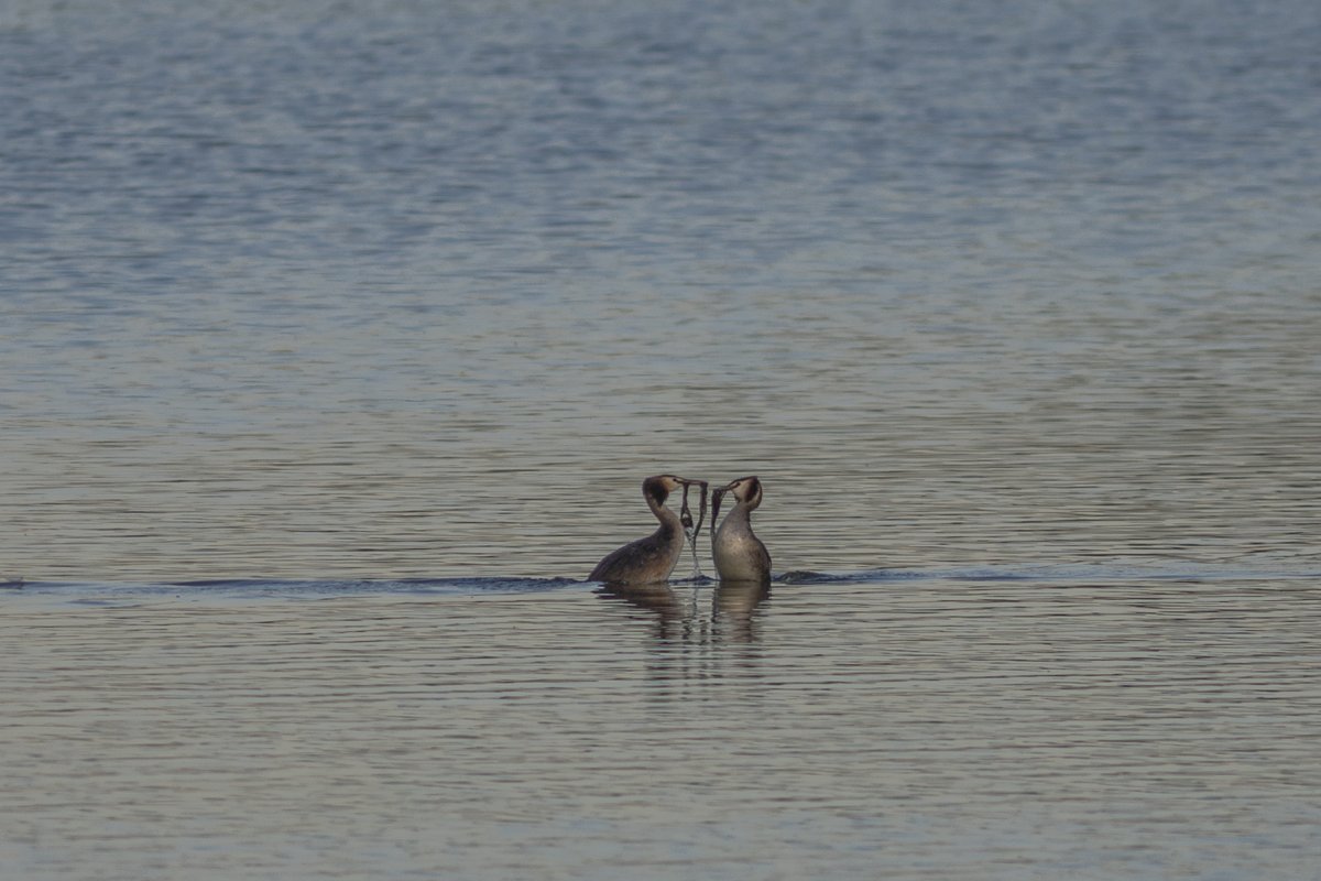 sedgywarbler's tweet photo. Another nice surprise at Cliffe Pools shortly after sunrise this a.m. https://t.co/yLZgnAllYJ