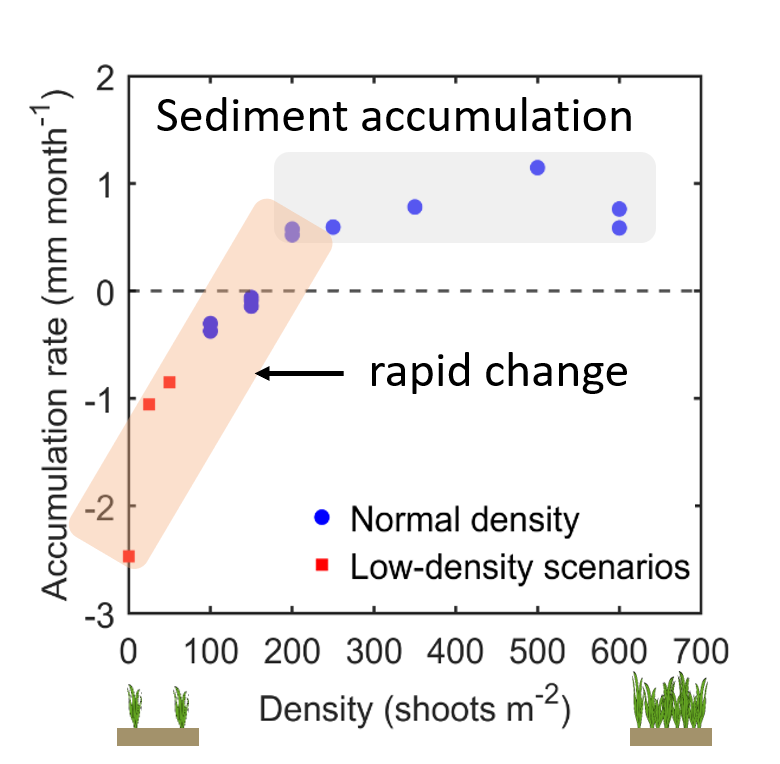 QingguangZ's tweet photo. Strong sensitivity of sediment accumulation rates in seagrass meadows to seagrass density variations reveals an increasing erosion risk of seagrass meadows under future climate change. https://t.co/1dXENOaFFP