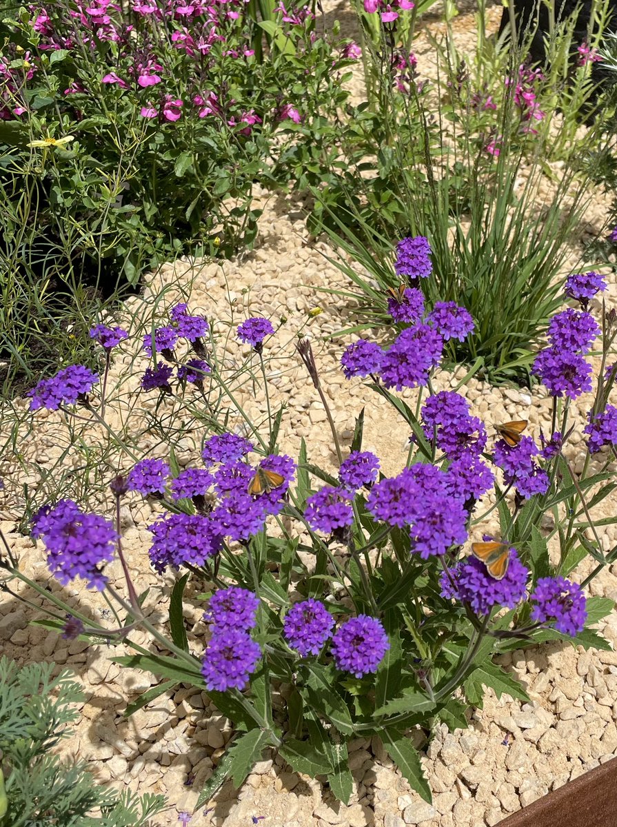 Last week I volunteered on Mattie Child’s beautiful garden at the Hampton Court Flower Festival. I smiled all day long as I lugged gravel around & popped the odd plant in. Now the garden has won gold & best in show. Good stuff happens. #lovegardening