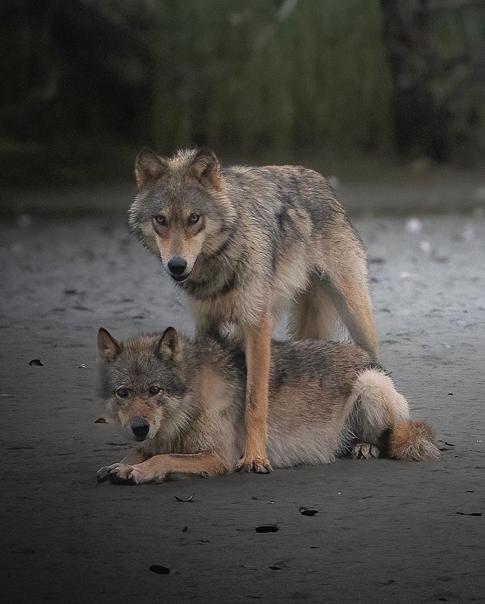 This past weekend I experienced one of the coolest encounters of my life. Two beautiful coastal wolves somewhere on Vancouver Island.