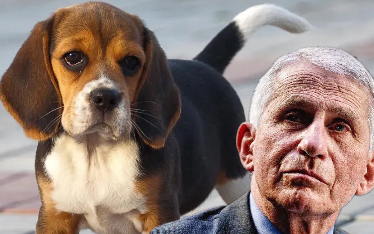 TexasLindsay's tweet image. 🚨BREAKING: Fauci’s $1.8M Grant to Inhumanely Test Drugs On Beagle Puppies Has Been Canceled

‘Fauci was barking up the wrong tree when chose to use government dollars on dog testing. These inhumane practices have no place in our government.’  —Sen. Joni Ernst (R-IA)