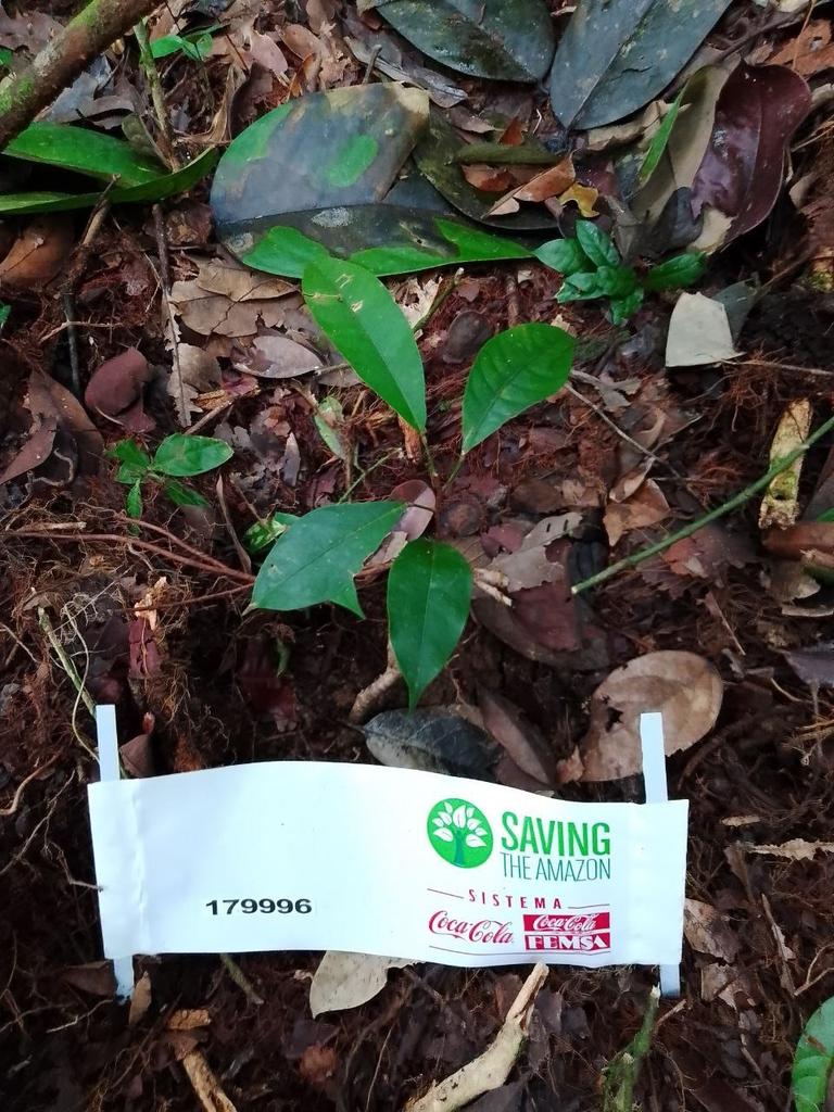 MinAmbienteCo's tweet photo. #ColombiaRespira de la mano de @CocaColaCol, @SavingAmazon y mujeres de 25 comunidades indígenas en la Amazonía. Con su apoyo se están sembrando 40.000 árboles en 100 hectáreas de la ribera del río Vaupés para conformar un nuevo bosque-galería. https://t.co/HFGx0f37oQ