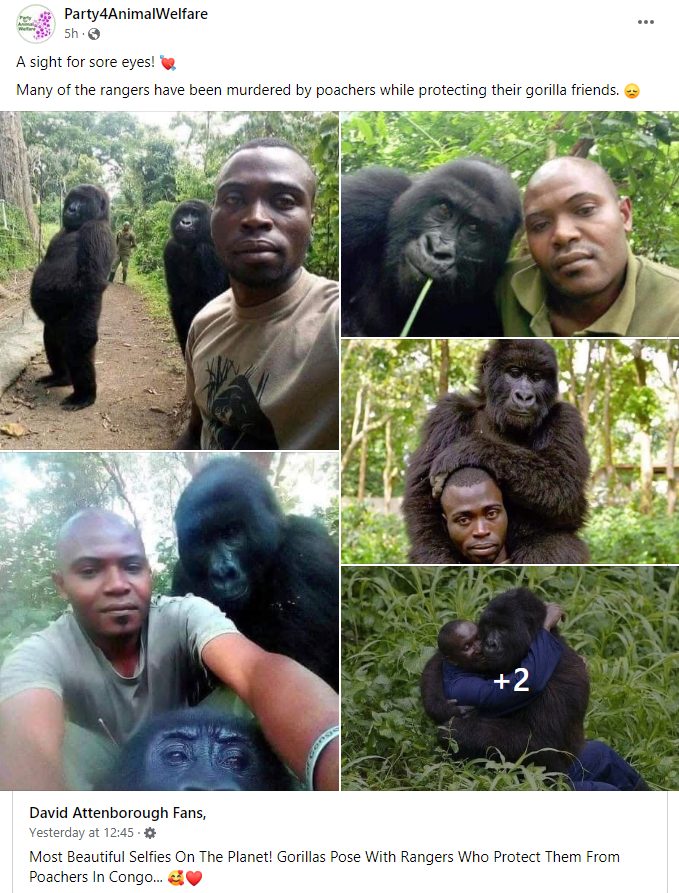 AnimalPartyIE's tweet photo. A sight for sore eyes! 💘
Many of the rangers have been murdered by poachers while protecting their gorilla friends. 😞
#banzoos
#phaseoutzoos https://t.co/lpHhQU29zp