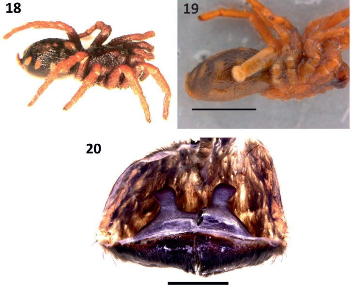 ArachnoTrAC's tweet photo. Gabriel &amp; Sherwood (2022) revised the taxonomy, biogeography and ecology of some theraphosid spider species from the Darién region of Panama, making some taxonomic and faunistic comments on Colombian theraphosid species! 

More at: https://t.co/rbzu1CmJ6m https://t.co/i3KFrgRap0