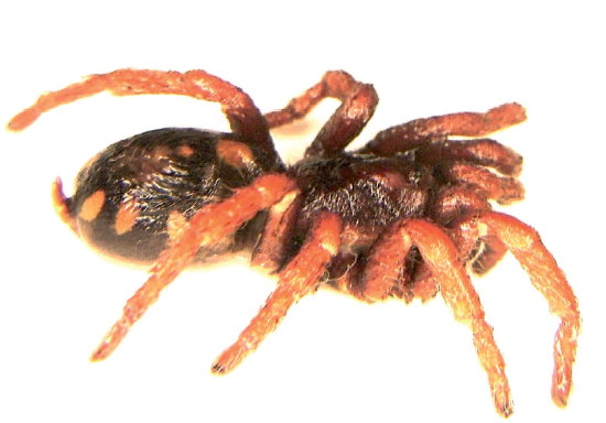 ArachnoTrAC's tweet photo. Gabriel &amp; Sherwood (2022) revised the taxonomy, biogeography and ecology of some theraphosid spider species from the Darién region of Panama, making some taxonomic and faunistic comments on Colombian theraphosid species! 

More at: https://t.co/rbzu1CmJ6m https://t.co/i3KFrgRap0