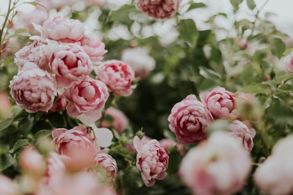 willowsagemag's tweet photo. On the blog, our editor shares her top 20 homegrown plants to utilize in skin-care products! Find the list at: https://t.co/NLZoYyZFXd 🌸 

Photo by Daiga Ellaby https://t.co/rSBzFQXuz5
