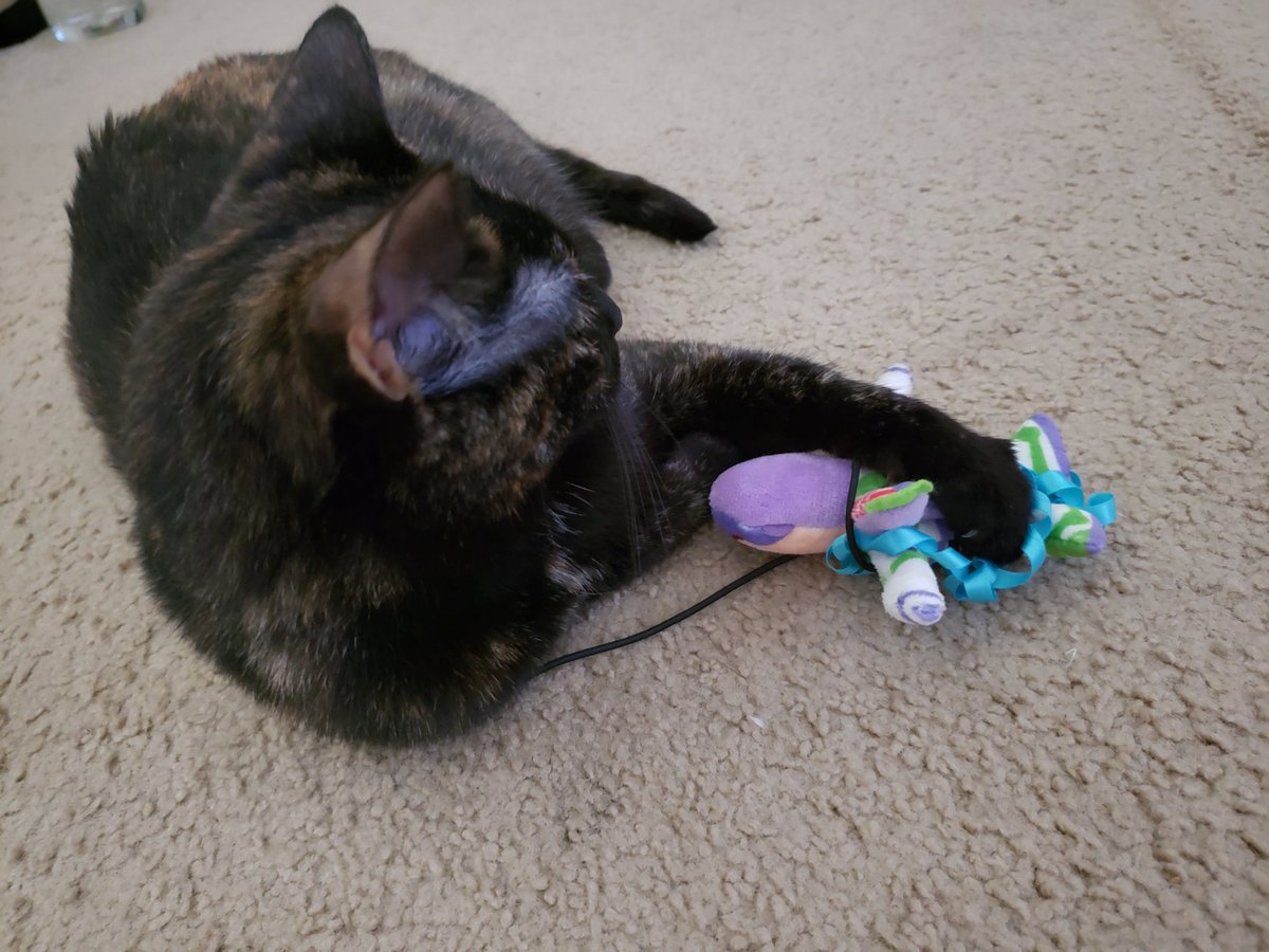 AngieDuplis's tweet photo. @WasabiRyo Hi, honey. I'm sorry you're still struggling. I love you. Here is a picture of my cat. https://t.co/wU5Y7pWMbZ