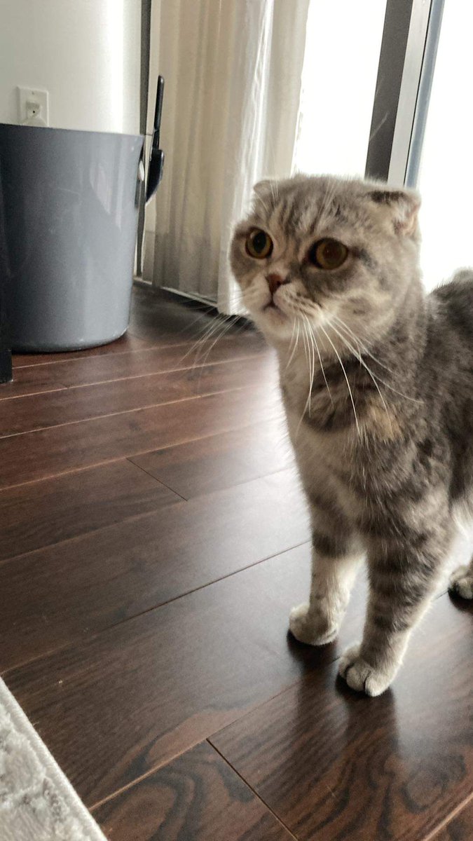 Meet the newest member of the family! 😺😸😺 We are still deciding on names but want her to be a resident just like us! Polling for any good ideas (Melanie wants to call her Dr.Bonkles)...