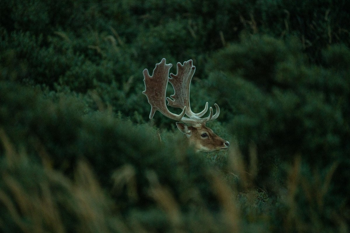 Deer.

#animal #deer #nature #forest