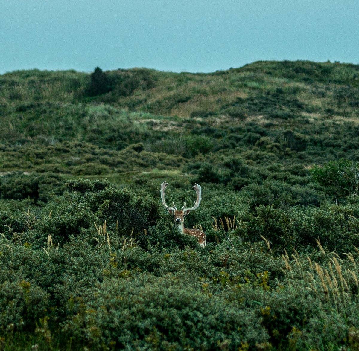 _____Julian__'s tweet photo. Deer.

#animal #deer #nature #forest https://t.co/YbiRIOq5tq