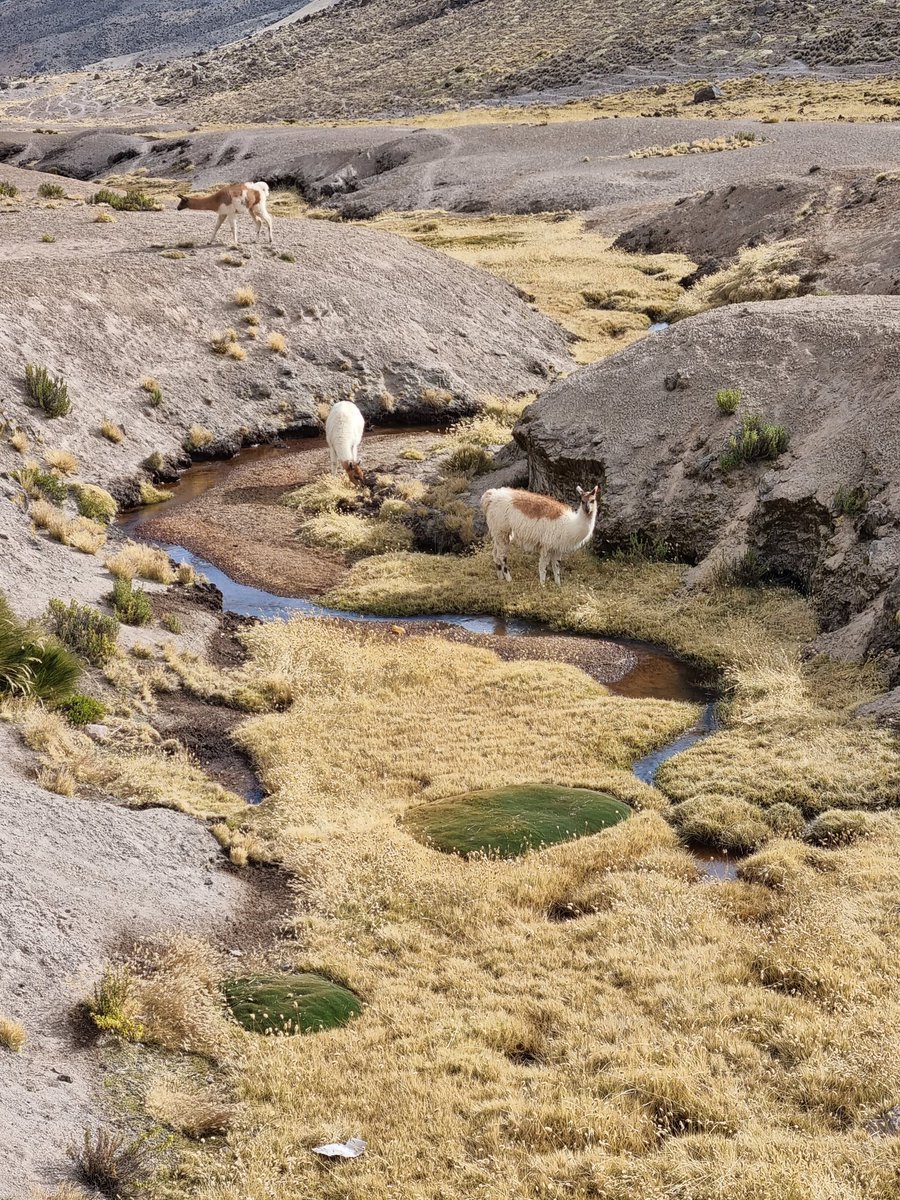 Alpacas (Vicugna pacos) pastant tranquil•lament a 3800m per el #CañonDelColca #Perú