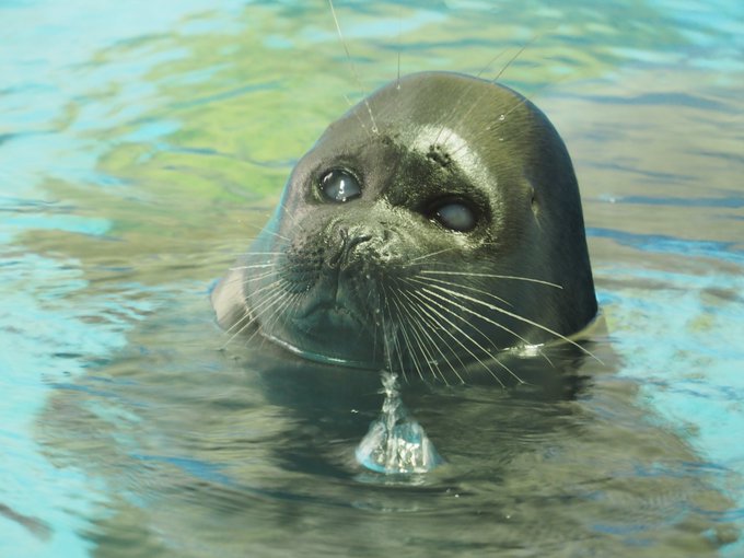 鳥羽水族館のtwitterイラスト検索結果 鳥羽水族館のtwitterイラスト検索結果