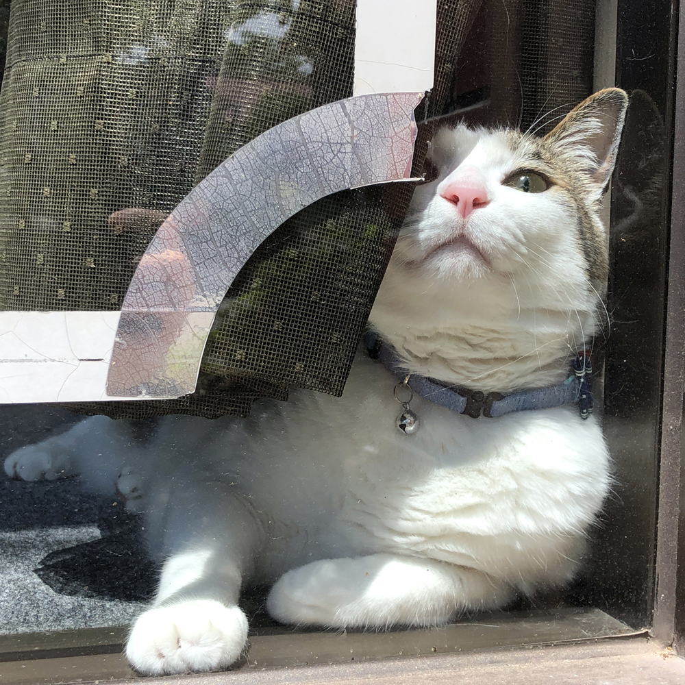 2年保証 ねこがいます 飛び出し注意 シール ステッカー 猫 ネコ 玄関 脱走防止 白 茶系 Shipsctc Org