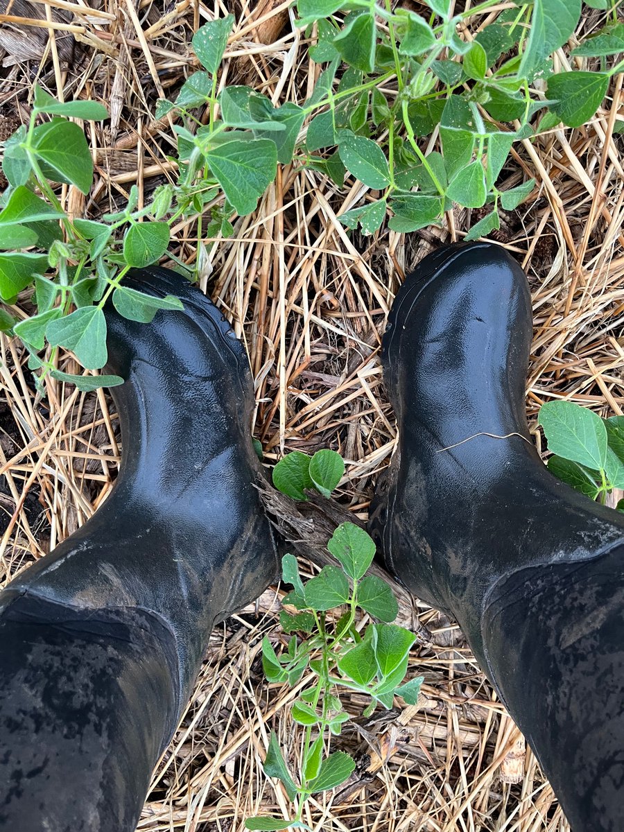 AsaNelson6's tweet photo. Scouting and checking intakes after over two inches of rain.

#cleanboots #agtwitter #covercrop https://t.co/PNlTUvA7b9