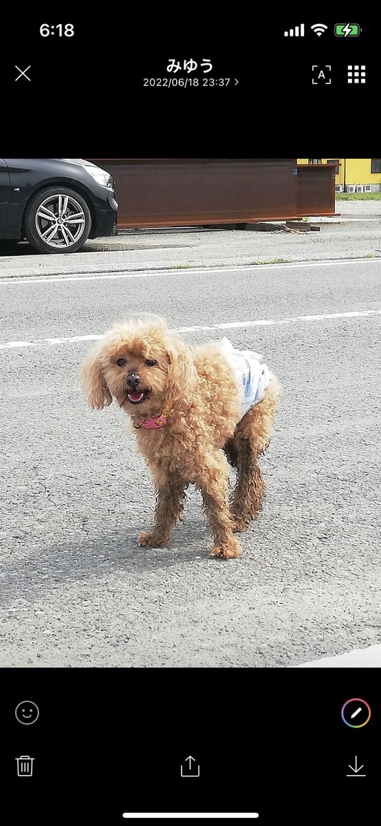 タグ 迷子犬 の注目ツイート 8ページ目 メガとんトラック