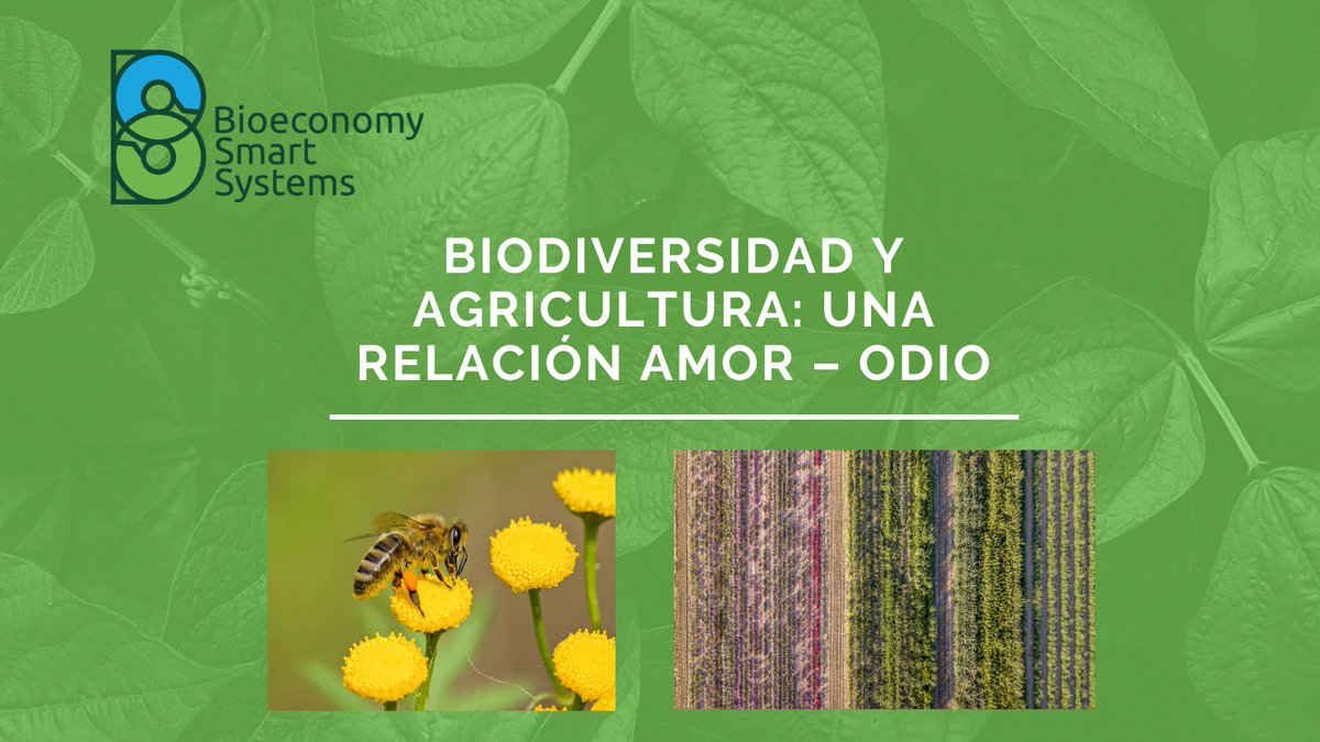 BioSmartSystems's tweet photo. Biodiversidad y agricultura ¿la pareja perfecta? Prácticas insostenibles,simplificación de ecosistemas y pérdida de especies son algunos de los problemas. Link: https://t.co/J7UEwl6AZA
Dale Me gusta,comenta,comparte y sigue  #bioeconomysmartsystems #agricultura #biodiversidad https://t.co/Mv3FgdR4PN
