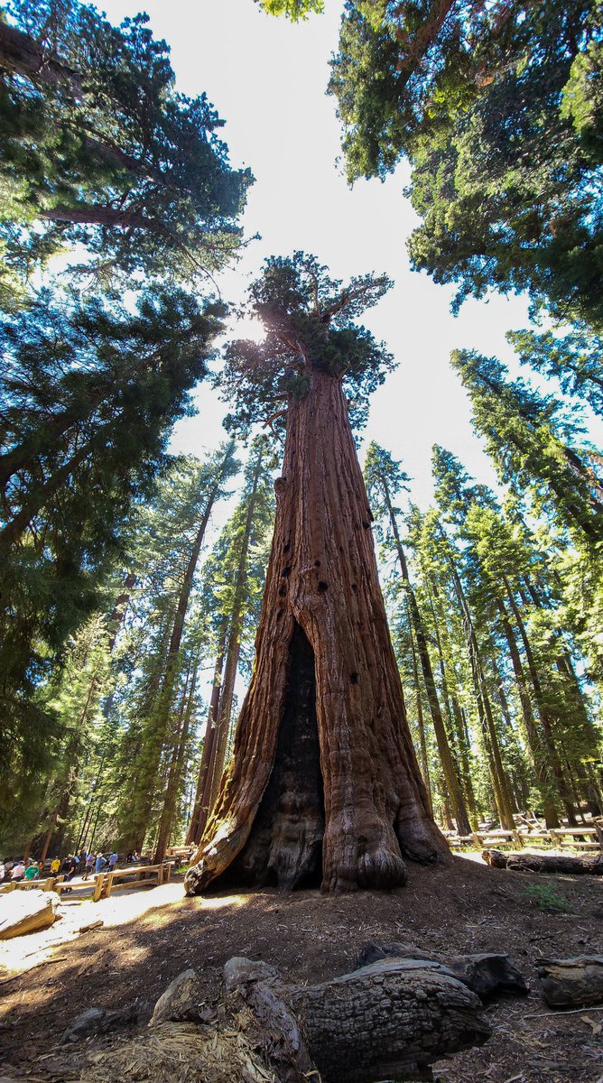 Ladies and gentlemen, meet #GeneralSherman - the largest tree in the world. Standing at 275ft tall (84m), this giant sequoia is estimated to be roughly around 2,200 years old. 

Look at how tiny people seem on the bottom left corner.😅

#SequoiaNationalPark
#California
