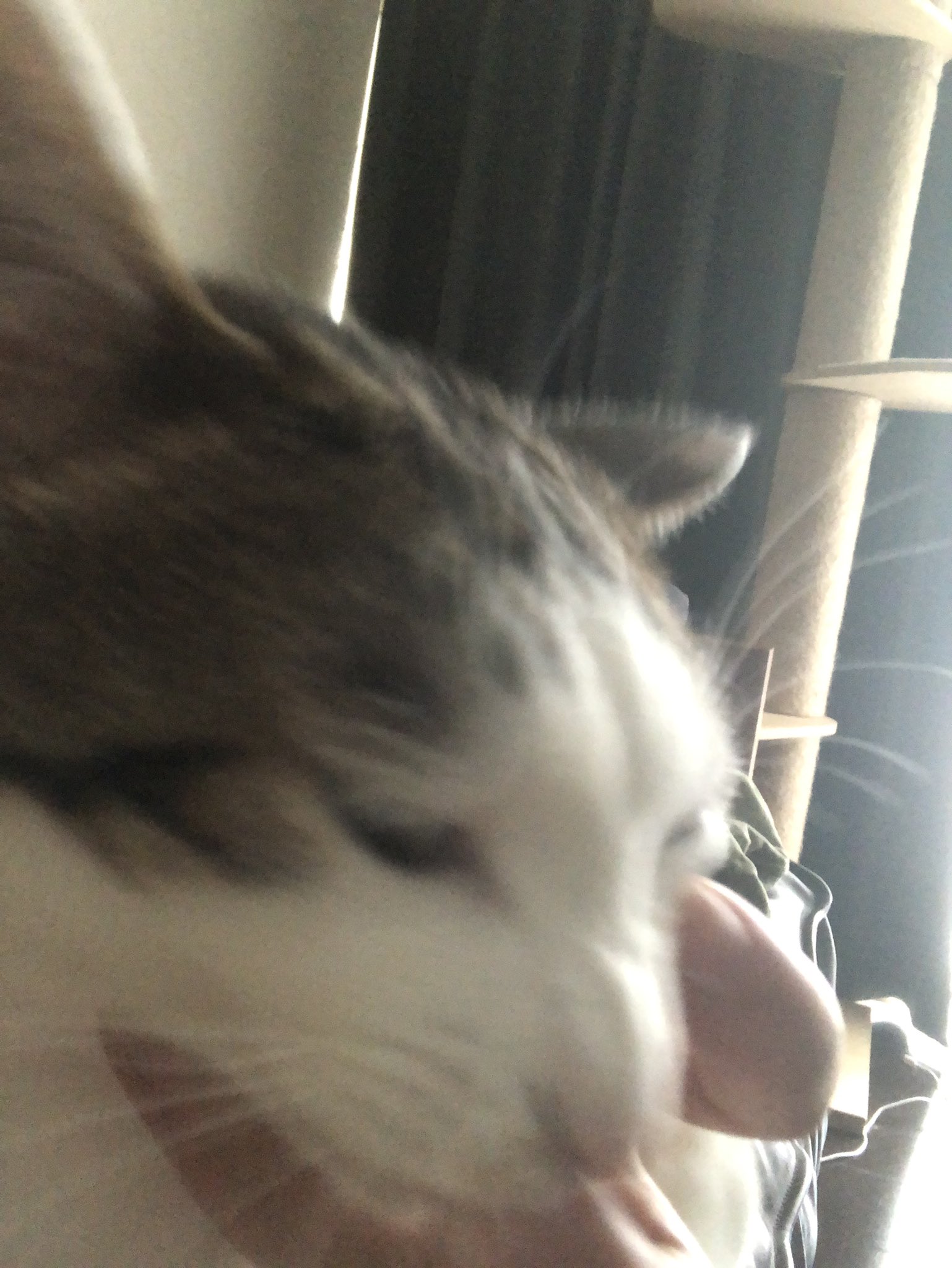 うしおちゃん 私に猫さんのゴロゴロ喉があったら 見てるだけでゴロゴロなって 抱っこしてるときなんて どんな大きなゴロゴロがでるか想像もつかないな 猫の居る暮らし 猫好き 保護猫 猫好きさんと繋がりたい T Co 2y4ynhs99e Twitter