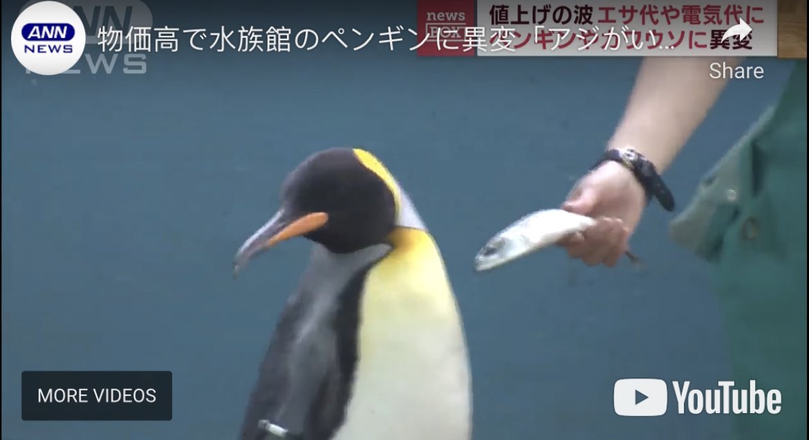 Facing soaring inflation, a Japanese zoo has resorted to offering cheaper fish to its sea animals. The penguins are very unimpressed, refusing to even look at them. The otters are throwing the offerings aside.