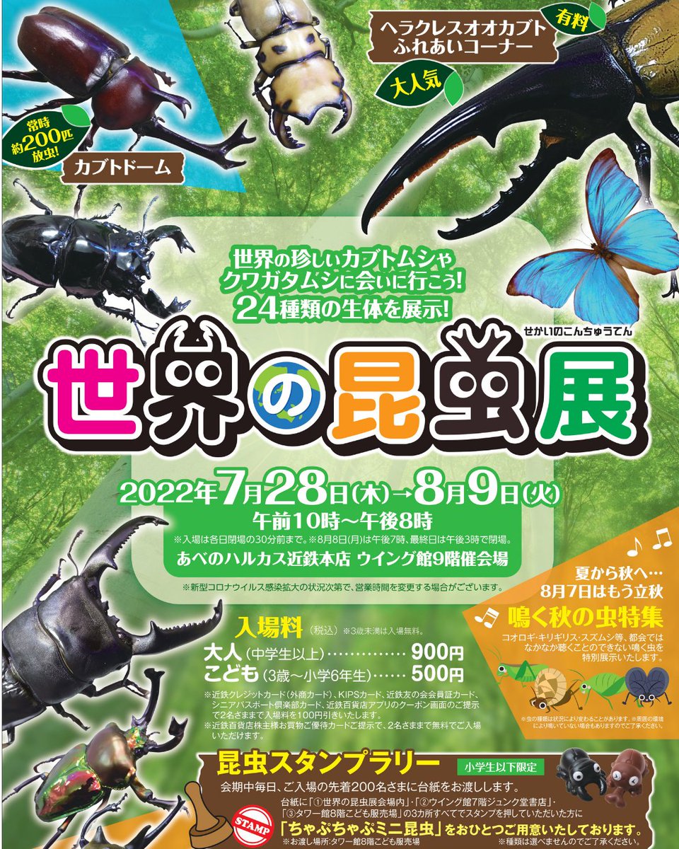 売り込み 大阪府堺市のチョウ8頭セット Www Anavara Com 売り込み 大阪府堺市のチョウ8頭セット Www Anavara Com