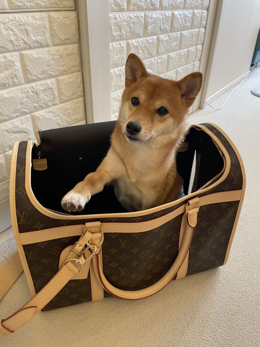 ドゥーニーアンドバーク ディズニードッグス リュック 犬 | une3.net