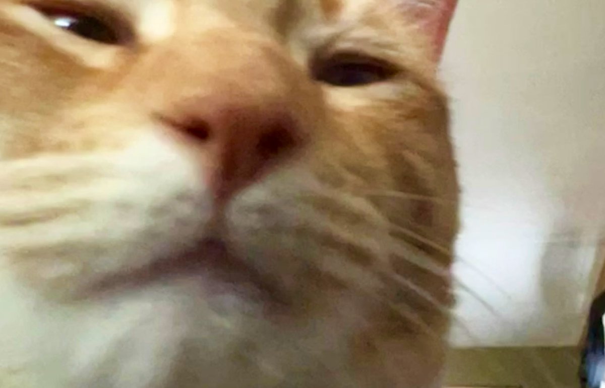 JortsTheCat's tweet photo. POV you are a grilled cheese sandwich left briefly unattended https://t.co/OghJTPI5hK