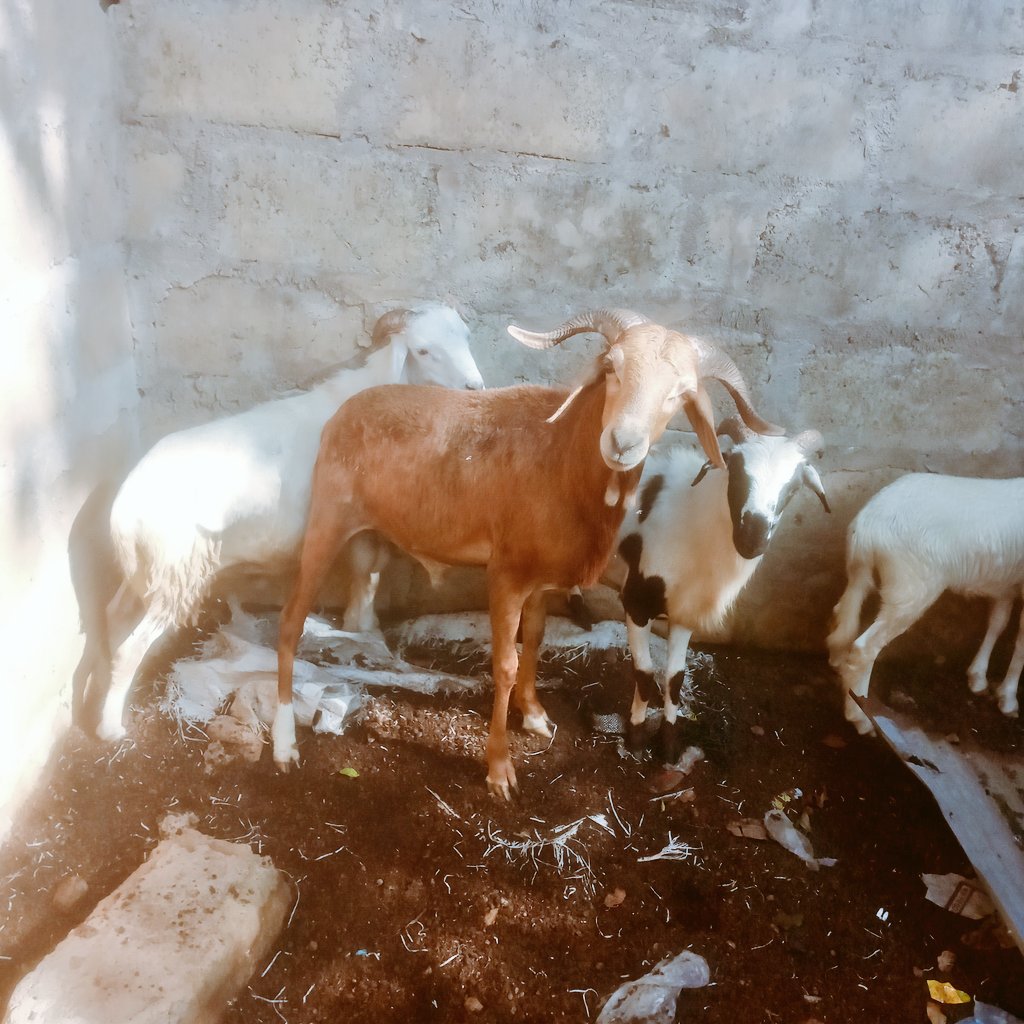 phygo1one's tweet photo. Sallah pro🥳All available,with cool prices,in upper west, but we deliver nationwide 🤝am at your services https://t.co/fGym1Zrb4g