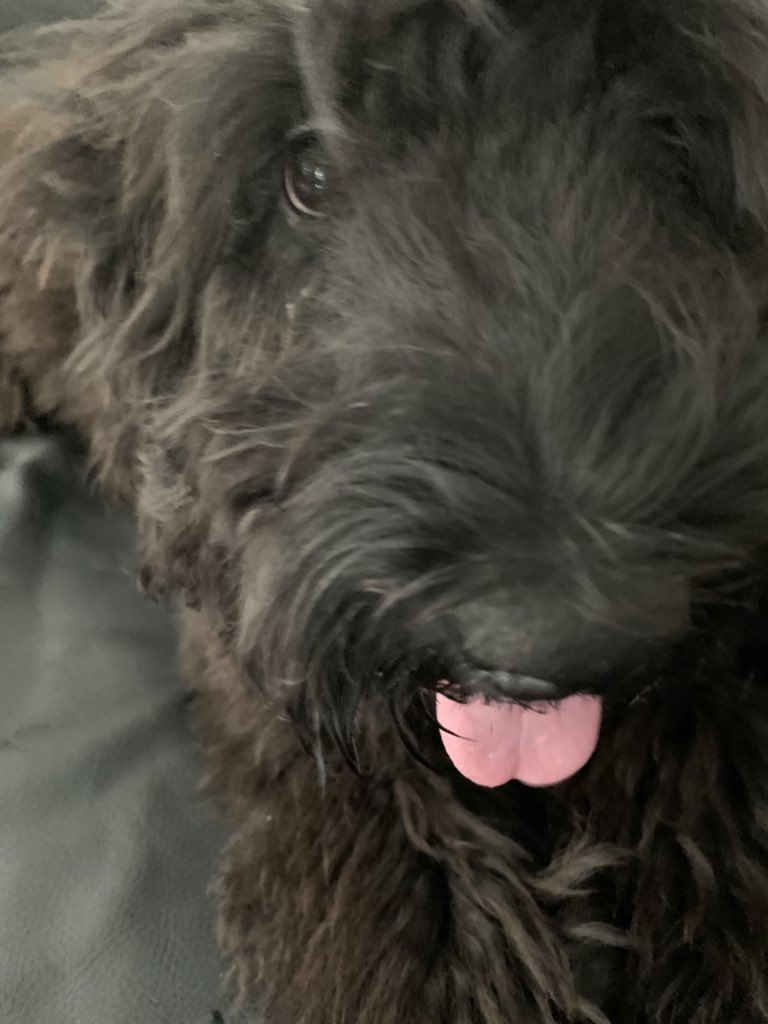 Nutellawoof's tweet photo. People sometimes ask me and the answer is yes, I do have eyes! https://t.co/24F10bsMWE