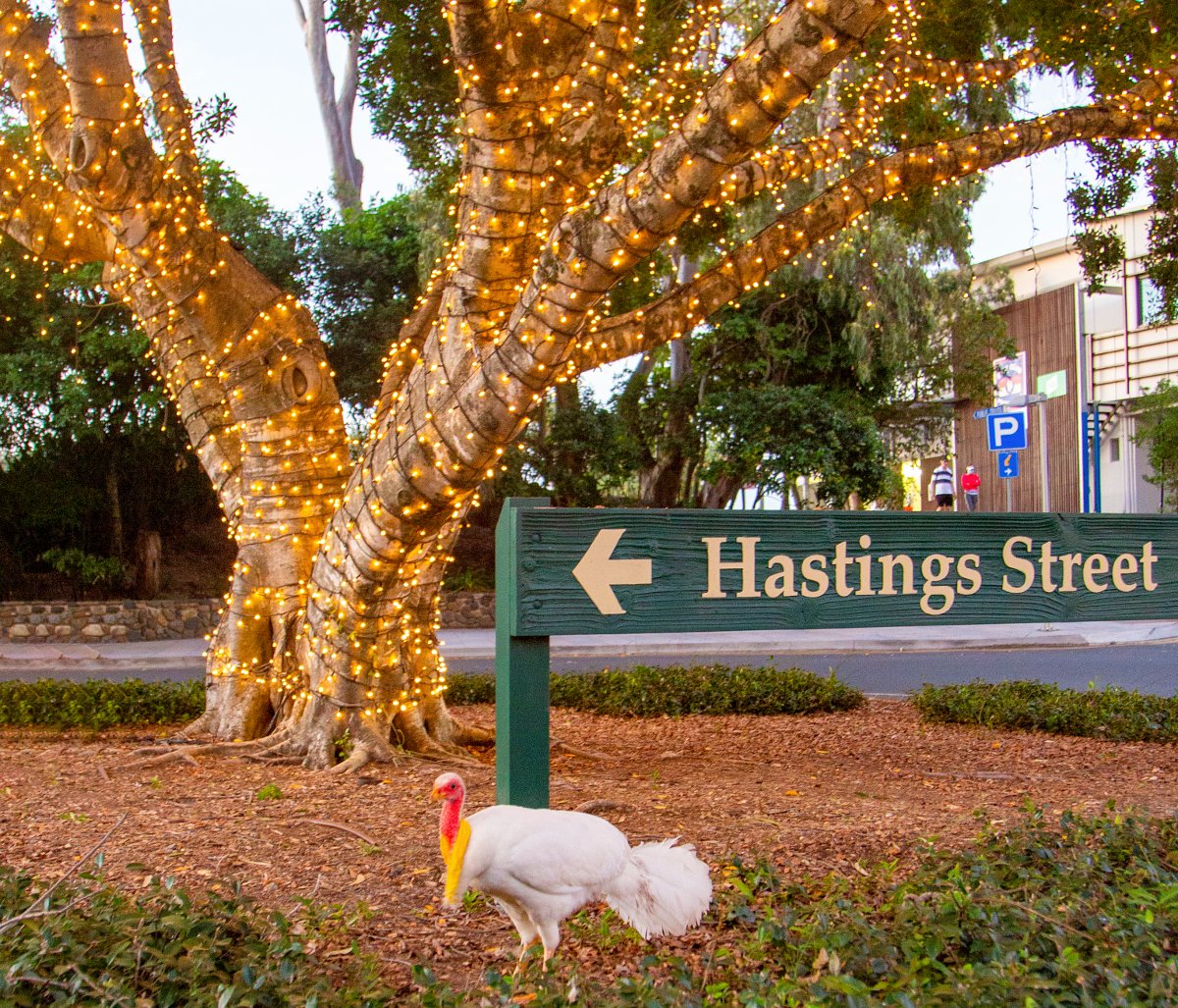 "He was our little celebrity in Noosa. It's really sad." 💔 Noosa residents mourn the loss of traffic-stopping, much-loved leucistic white brush turkey #sunshinecoast <a href="/abcnews/">ABC News</a> ab.co/3yDWSjV
📸 Justine Bath