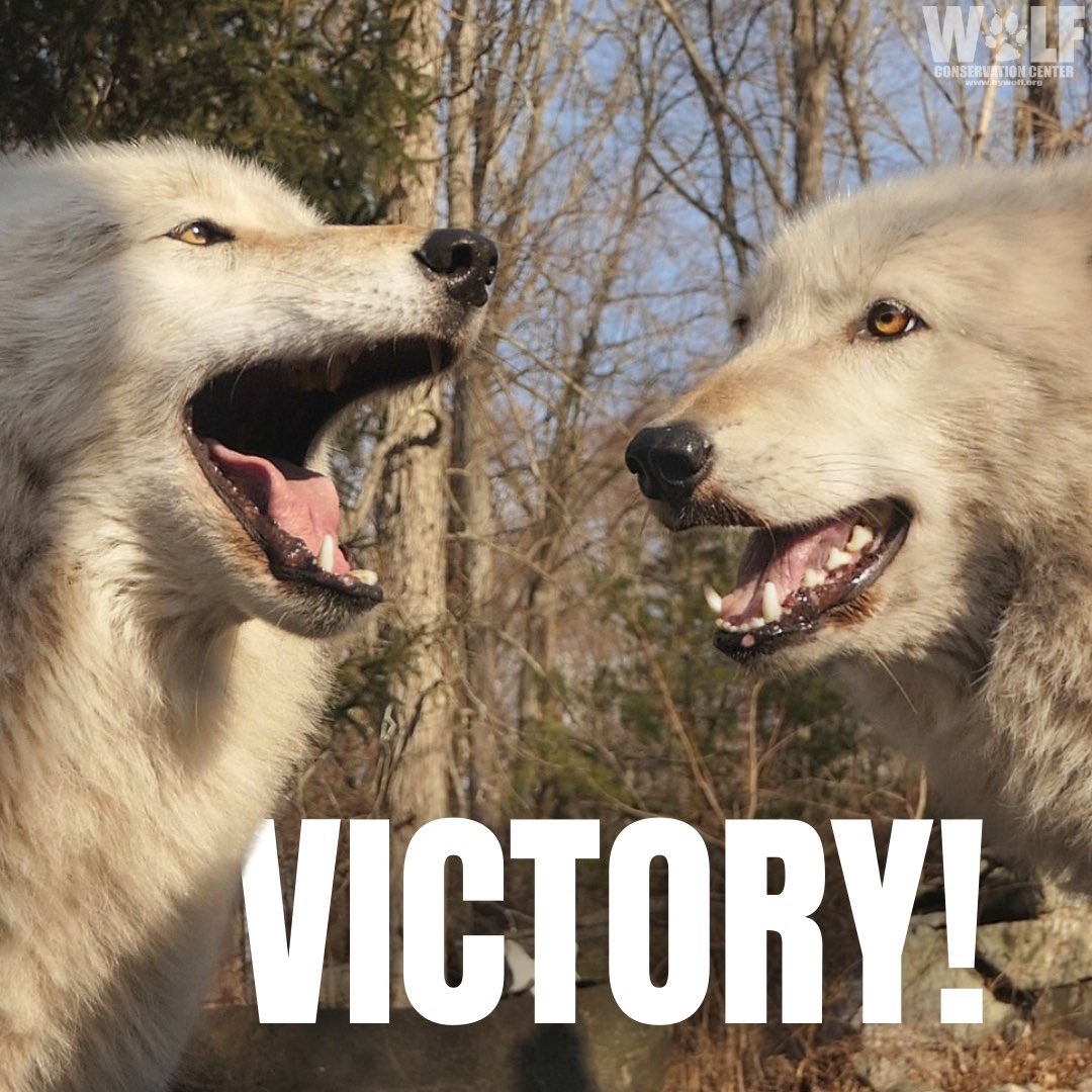 GREAT NEWS!
Today, in a win for wildlife protection and conservation, a federal district court restored comprehensive Endangered Species Act regulatory protections to hundreds of species and the places they call home. 

earthjustice.org/news/press/202…