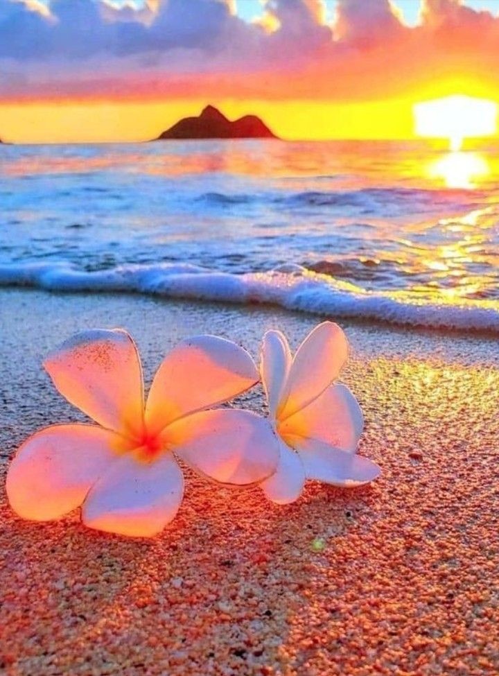 Angel_Stockler's tweet photo. #nature #NaturePhotography 
:¨·.·¨:
 `·. .🌸    .⋆*ೄ.•*¨*•.🌸🌾🌸.⋆*ೄ.•*¨*•. https://t.co/zzgiWHF8BS