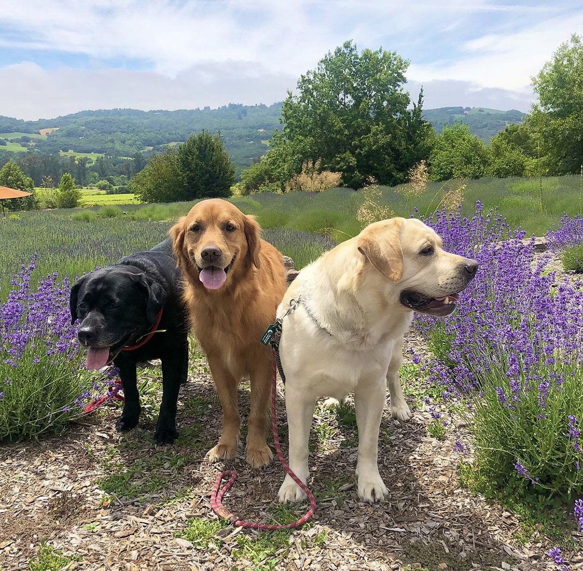 There's nothing like wine tasting with your best pals. 🍷🐾 
 
📷: @charlieboandfinn