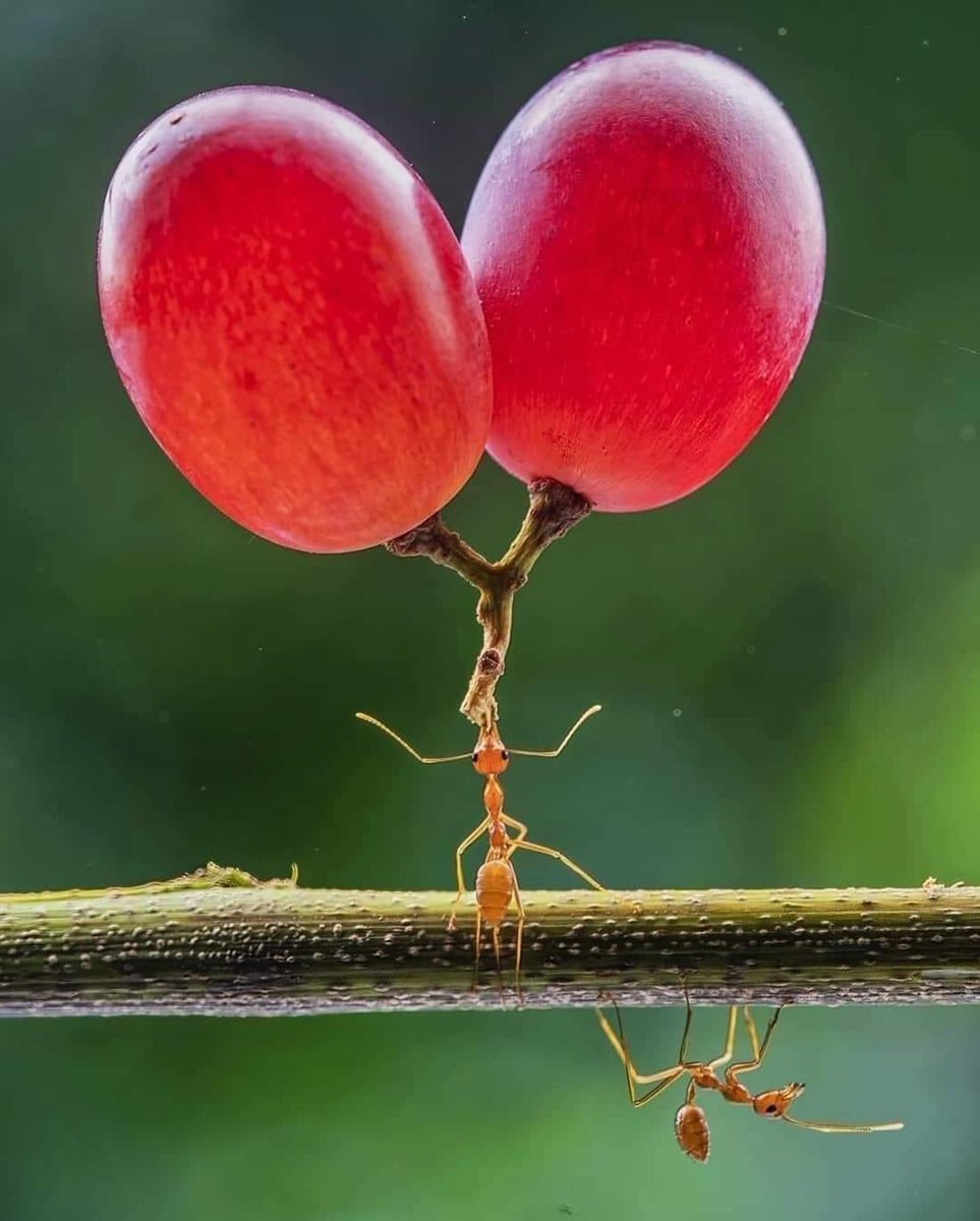 Өглөөний мэнд