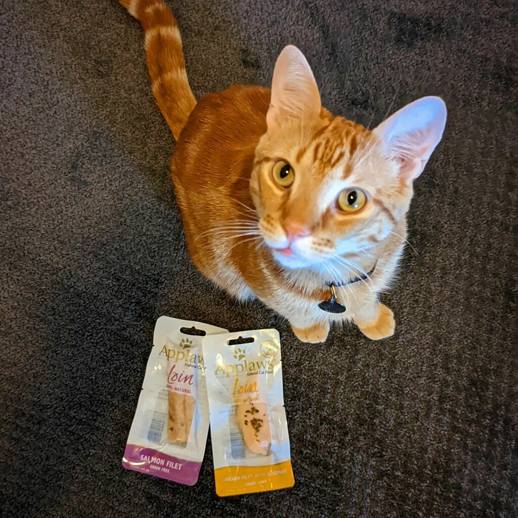StevieMacTheCat's tweet photo. Giving a round of #Applaws for @applawspetfood's loins! Super tasty and I hope my humans stock these regularly. So much better than wet food! 😸

Thanks for sharing these treats @RensPets! #iLoveRensPets ❤️🧡💛 https://t.co/WEpSqTEZWq