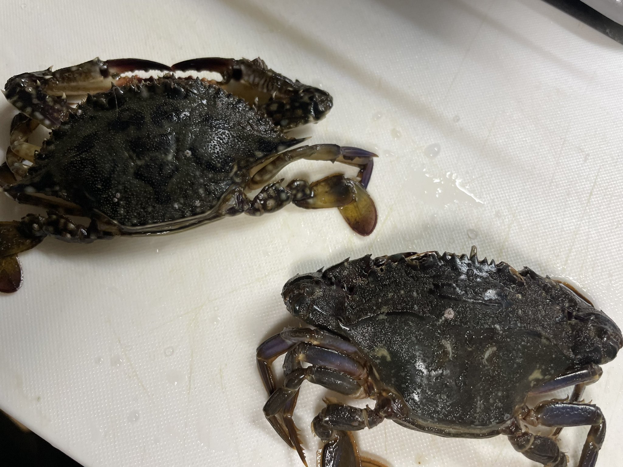 تويتر 釣りマサ على تويتر シンプルが1番 味噌汁が故郷 イシガニ 味噌汁 イシガニ味噌汁 T Co Grxo2tikvm