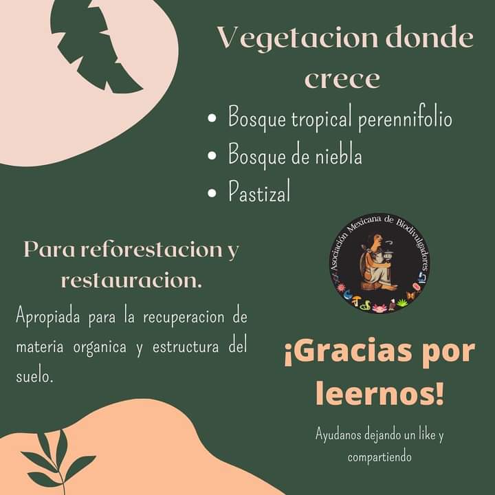 biodivulgadores's tweet photo. El #cuajilote, guajilote, huachilote, turi, cacao de mono, jilote de árbol o pepino kat es un #árbol que habita en la #SelvaBajaCaducifolia en amplias extensiones en el sur y centro de #México.🌳
¡Conoce más sobre el Cuajilote y sus beneficios! 👇🏽 https://t.co/eHP05kvGXv
