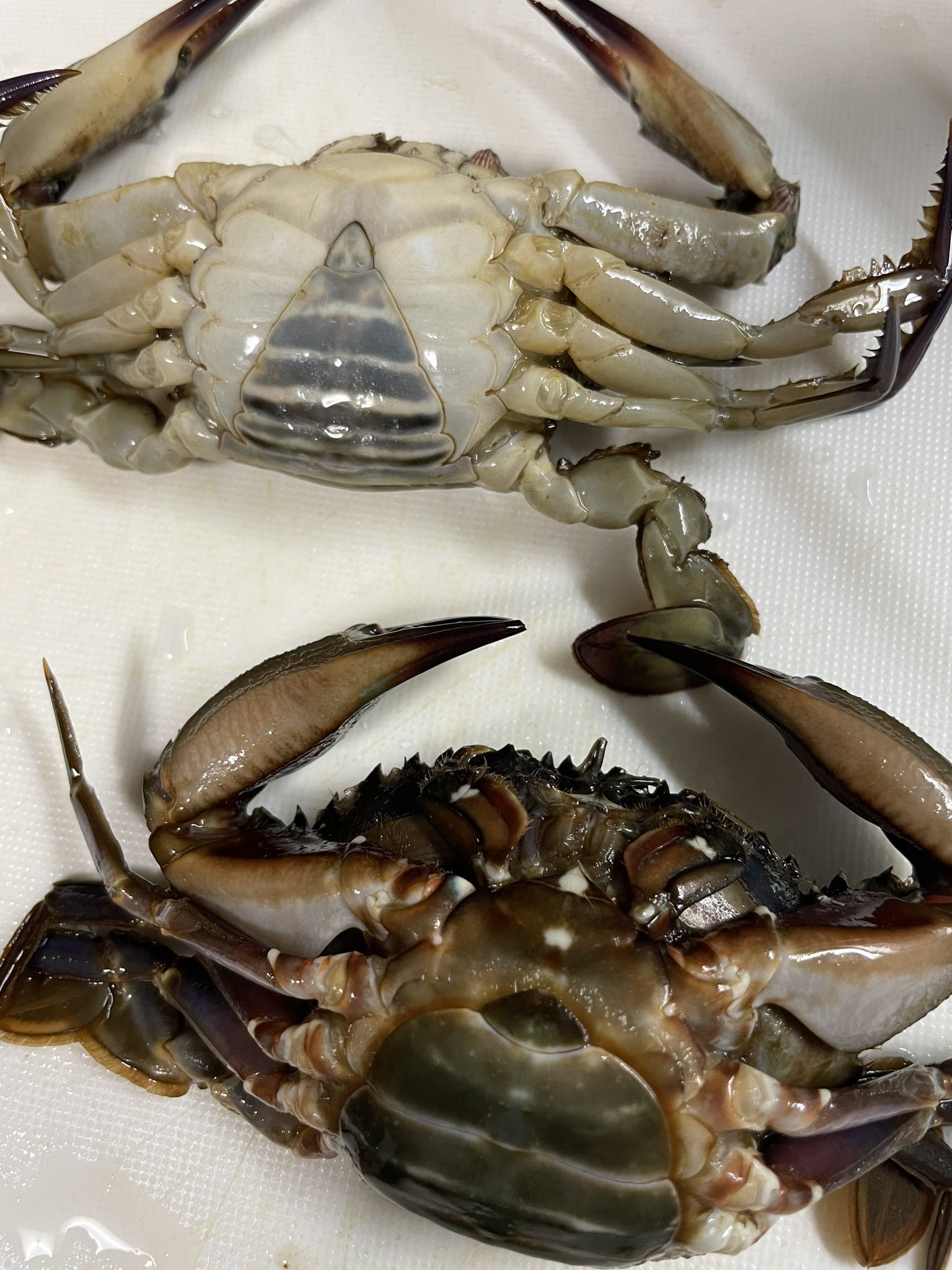 تويتر 釣りマサ على تويتر シンプルが1番 味噌汁が故郷 イシガニ 味噌汁 イシガニ味噌汁 T Co Grxo2tikvm