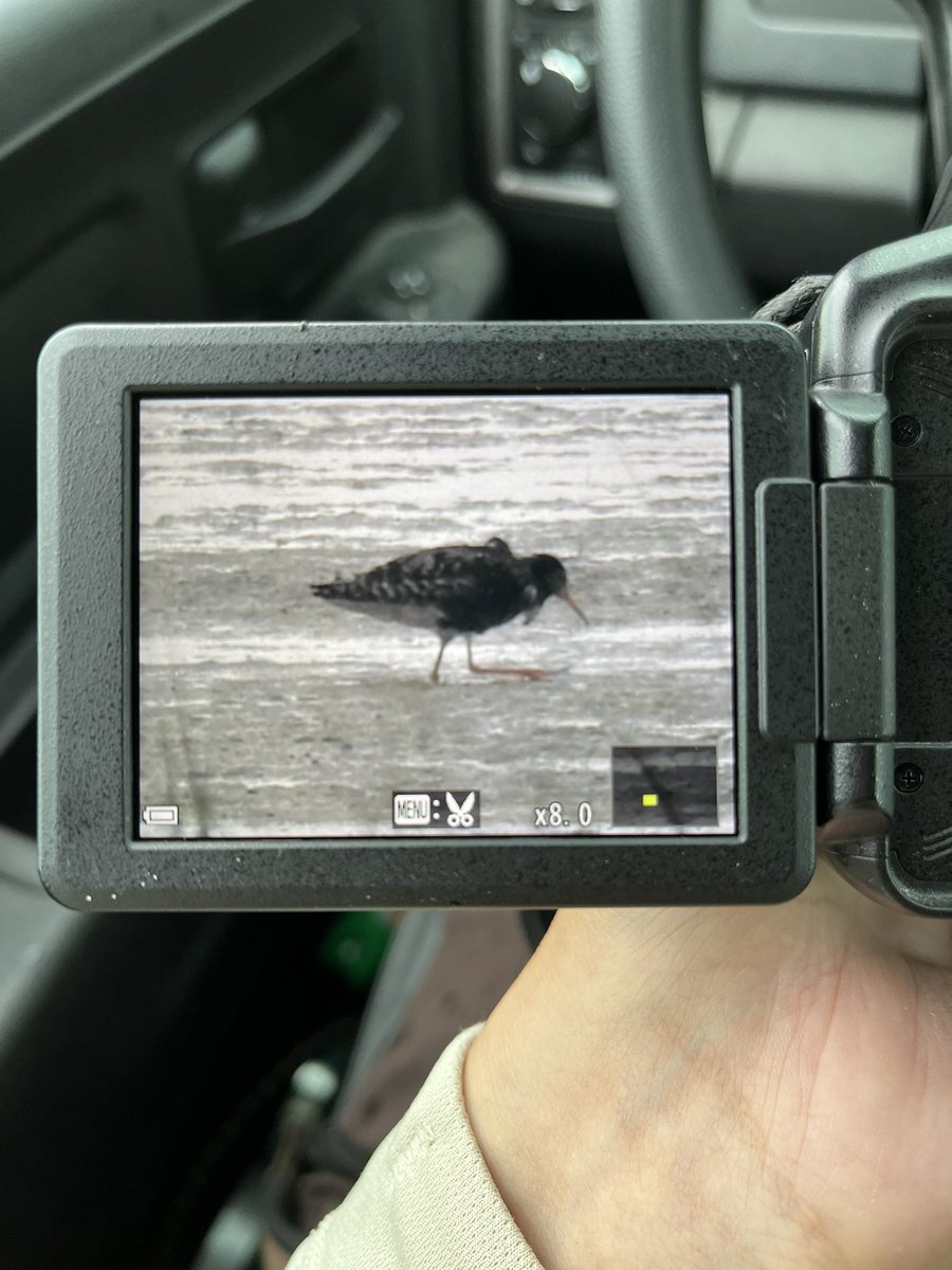 All in a day’s work #loggerheadseaturtle #pipingplover #ruff #chincoteaguenwr