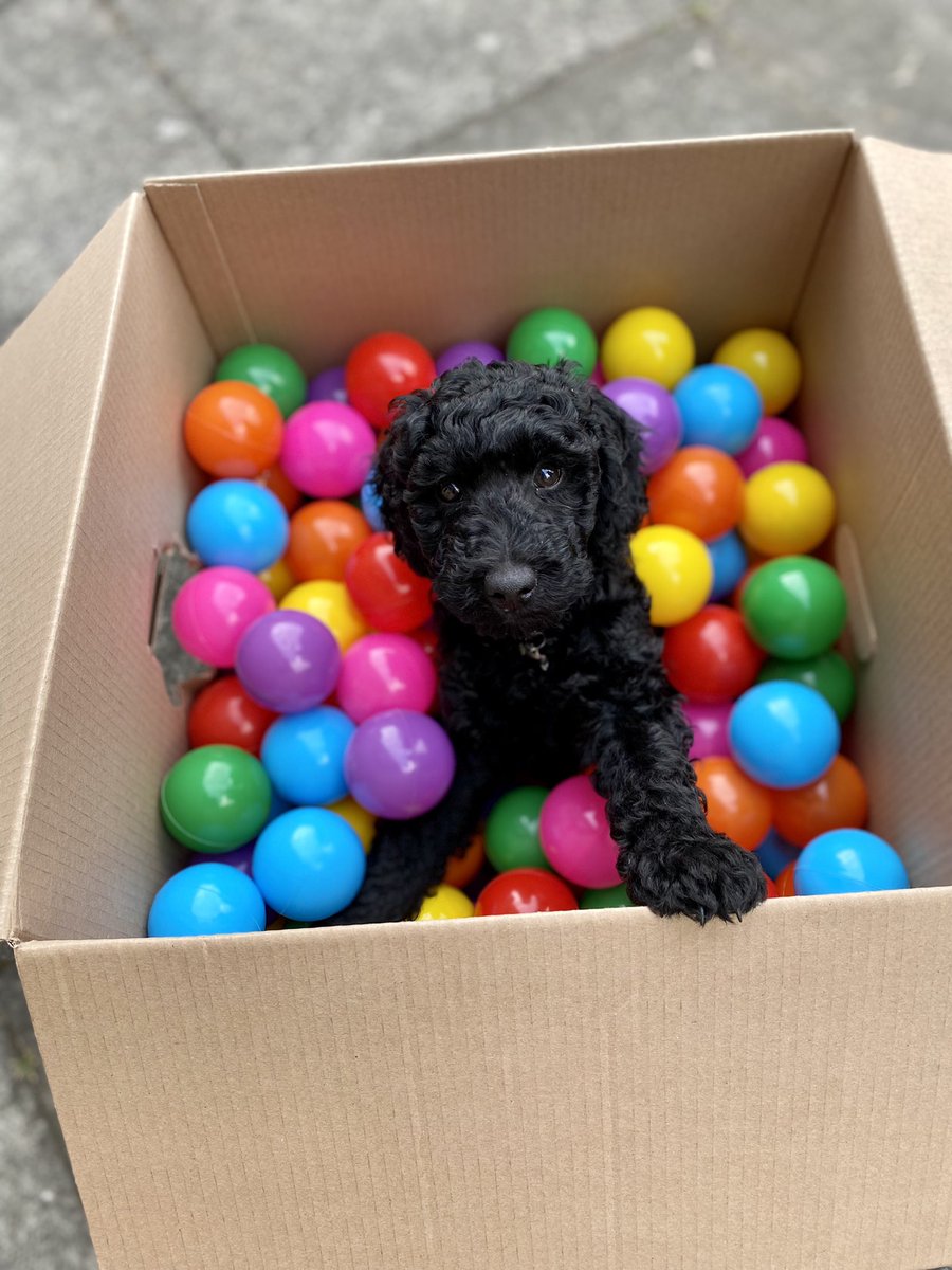 tartan_beastie's tweet photo. Meet the little man - Hamish! https://t.co/eAY7vpA3YG