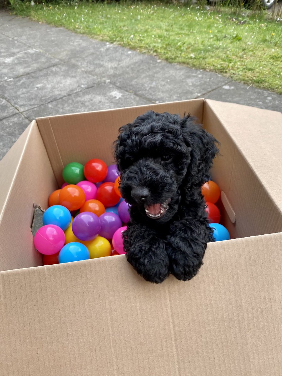 tartan_beastie's tweet photo. Meet the little man - Hamish! https://t.co/eAY7vpA3YG