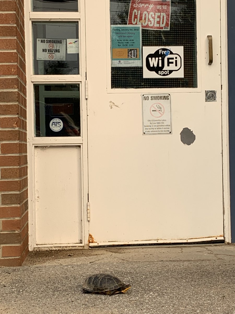 peachyteachy's tweet photo. So this happened last week when I returned some books to the @KawarthaLibrary branch in #Norland - Dear @fordnation All peeps want to use libraries, so please stop cutting funding https://t.co/sbSP24WJ0a
