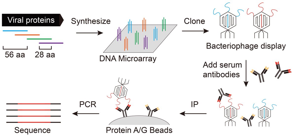 bioprotocolbyte's tweet photo. Today's protocol is VirScan, an application of the phage immunoprecipitation sequencing (PhIP-Seq) method for high-throughput antibody profiling 🧪
👉https://t.co/QNcNJghpWD

By @elledge_stephen, Ellen Schrock, and Christine Shrock
Validated @ScienceMagazine https://t.co/kS7ZDGCdtM