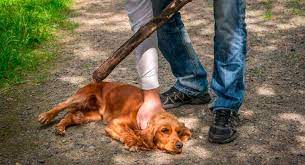 economisiones's tweet photo. #LaProvincia Quieren que la justicia intervenga rápido en casos de #MaltratoAnimal https://t.co/PrFTE3N8hg @RafaPigerl https://t.co/3QCROQi89h